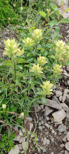 Image of Castilleja unalaschcensis by (c) Santiago Martín-Bravo, some rights reserved (CC BY)