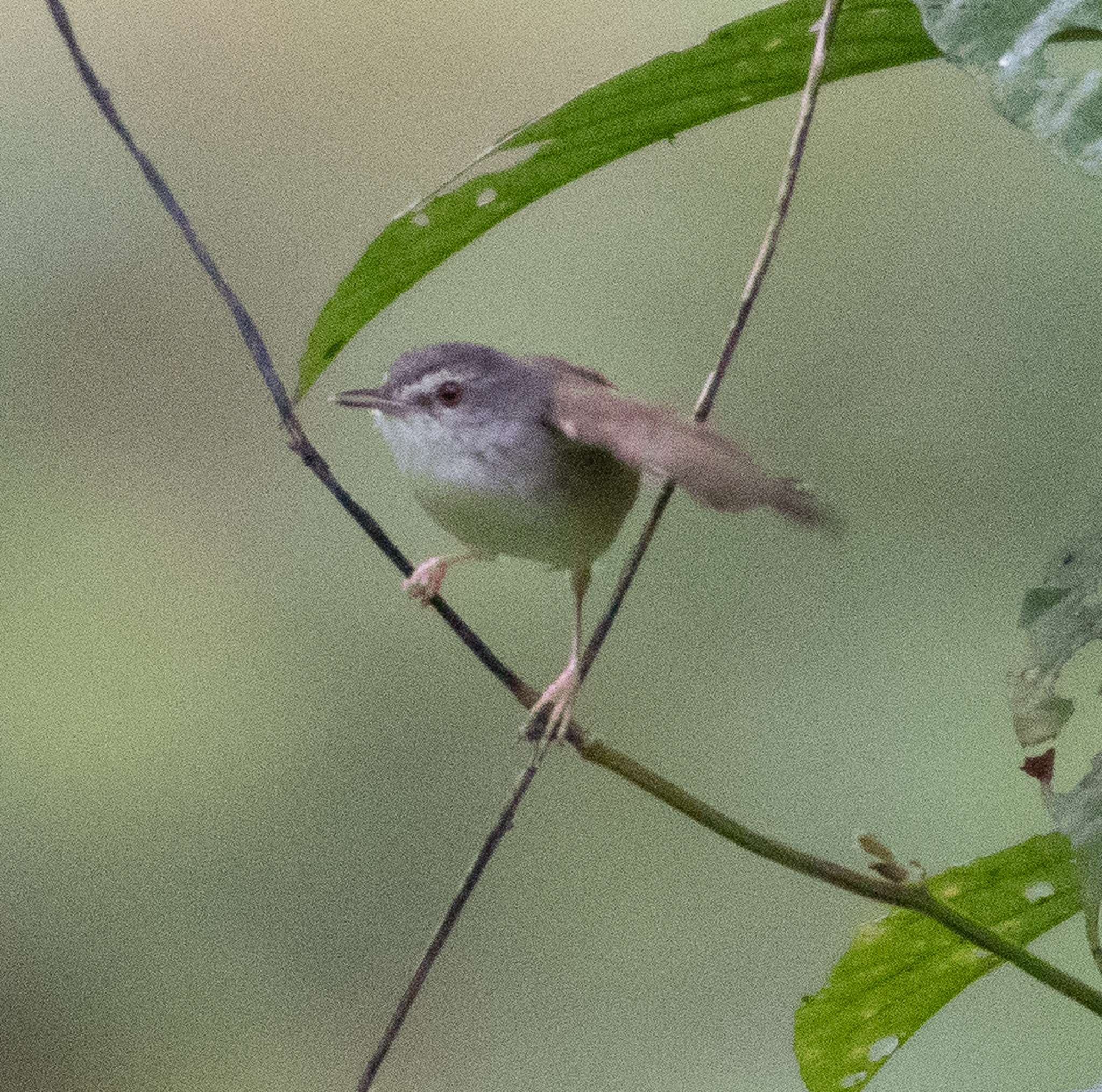 Rufescent Prinia