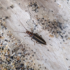 Parisopalpus macleayi