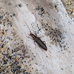 Parisopalpus macleayi