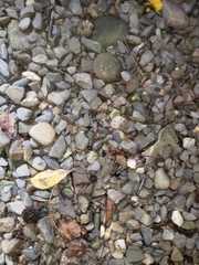 Lobopterella dimidiatipes