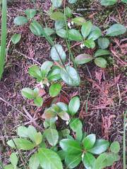 Gaultheria procumbens image