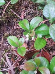 Gaultheria procumbens image