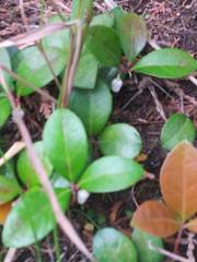 Gaultheria procumbens image