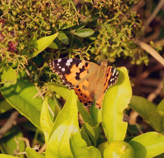 Vanessa cardui