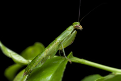 Odontomantis sinensis