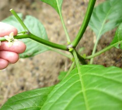 Capsicum chinense