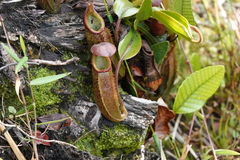 Nepenthes maxima