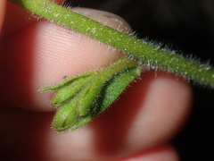 Stylidium pycnostachyum