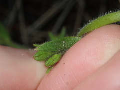 Stylidium pycnostachyum