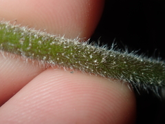Stylidium pycnostachyum