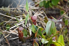 Nepenthes maxima