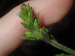 Stylidium pycnostachyum