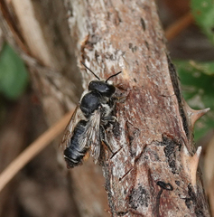 Megachile ericetorum