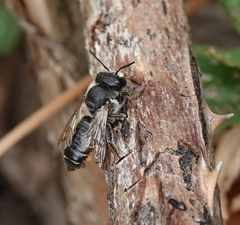 Megachile ericetorum