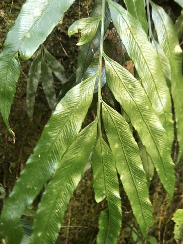 Asplenium formosae iNat (2)