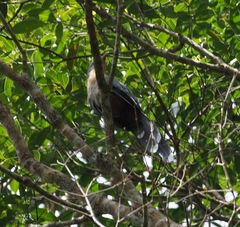 Zanclostomus javanicus