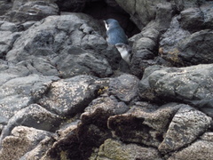 Eudyptula minor albosignata