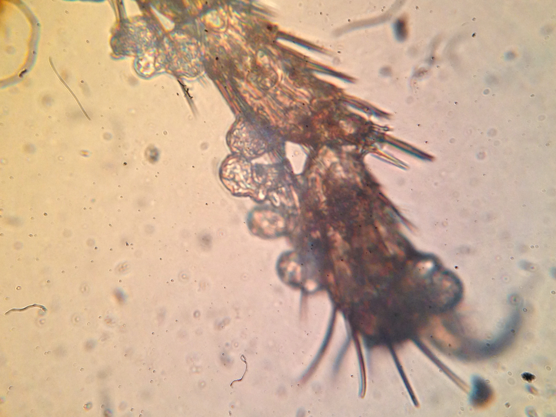Entomophthora image