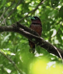 Eurylaimus javanicus