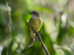 Microeca flavigaster flavigaster