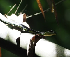 Dendrelaphis nigroserratus