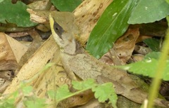 Acanthosaura crucigera