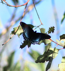 Limenitis arthemis arizonensis