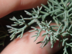 Stirlingia simplex