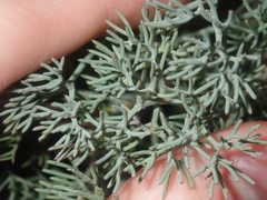 Stirlingia simplex