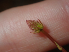 Stirlingia simplex