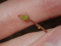 Stirlingia simplex