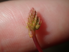Stirlingia simplex