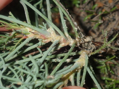 Stirlingia simplex