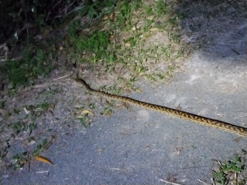 Australian Scrub Python sighting