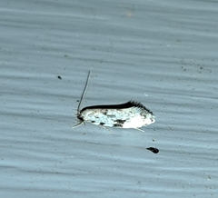 Nemapogon auropulvella
