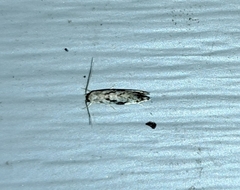 Nemapogon auropulvella