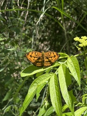 Abrota ganga formosana