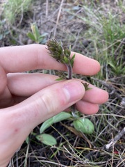 Stylidium pycnostachyum