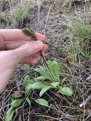 Stylidium pycnostachyum