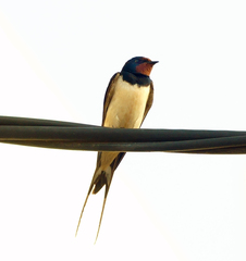 Hirundo rustica