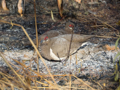 Geophaps smithii smithii