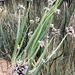 Allium proliferum - Photo 由 Liam O'Brien 所上傳的 (c) Liam O'Brien，保留部份權利CC BY-NC