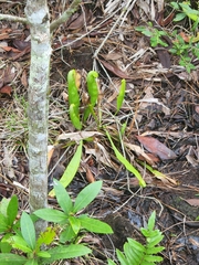 Sarracenia minor var. minor image