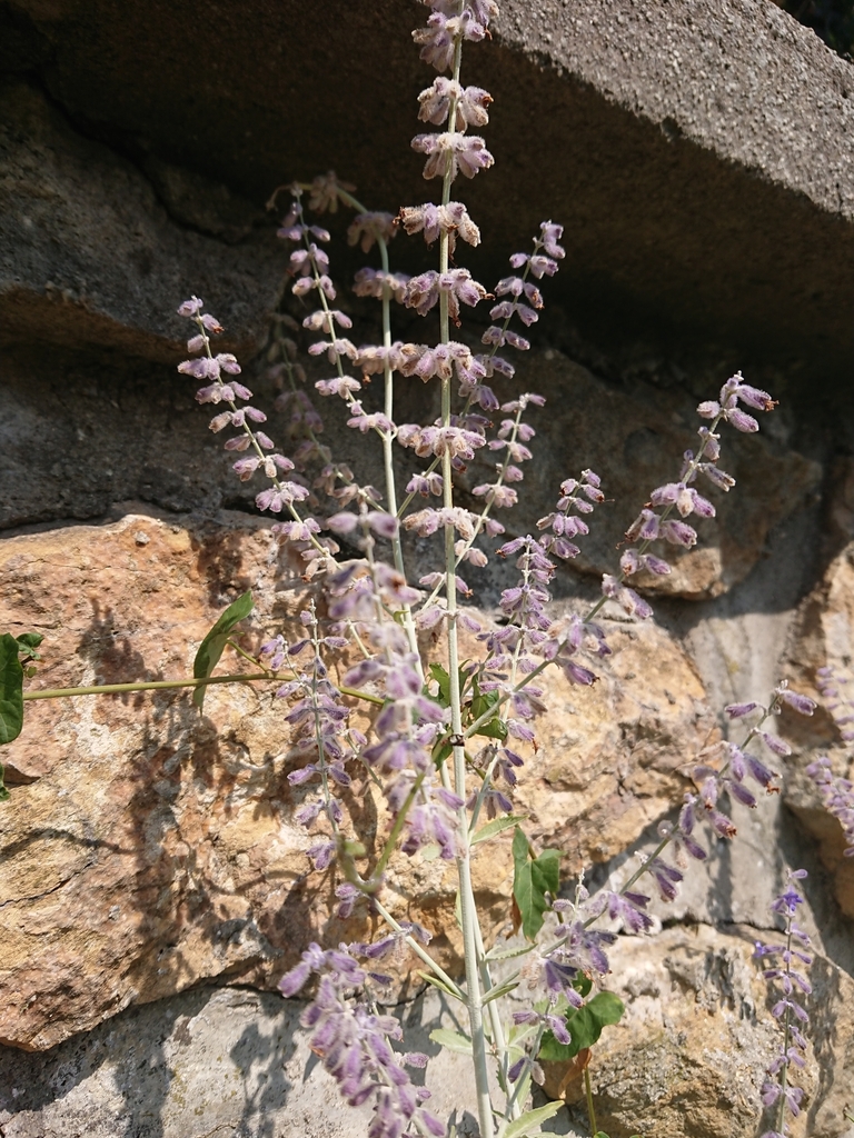 Swanleaf Clouding Sage