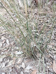 Austrostipa breviglumis