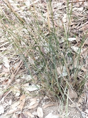 Austrostipa breviglumis