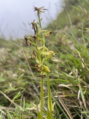 Platanthera mandarinorum