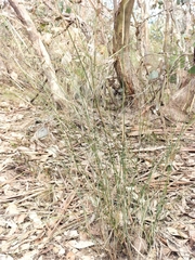 Austrostipa breviglumis
