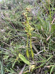 Platanthera mandarinorum